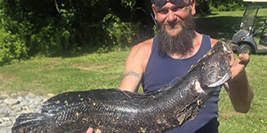 Angler Rodney Hamm caught a 32.5-inch Chesapeake Channa in the Sassafras River in June. 