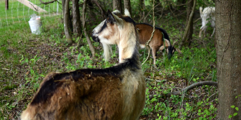 Goats in temporary pens eating the grass and shrub plants.