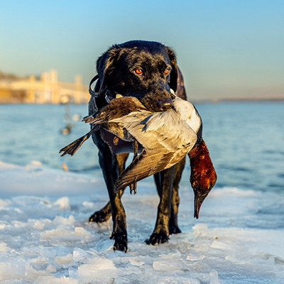 a black lab holding a canvasback duck walking on the ice with the bay bridge in the background