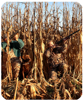 Hunters in a cornfield with guns raised
