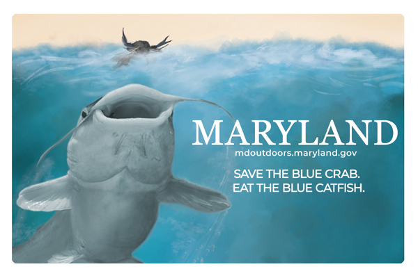 Card with a giant blue catfish about to eat a crab, the MAWS theme