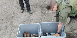 NRP officers rescue eastern box turtles and eastern painted turtles from a Hollywood residence in October. Maryland DNR photo. 