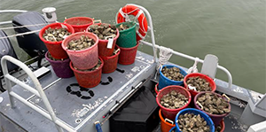 Oysters seized by police