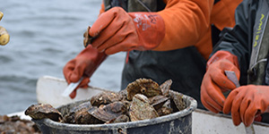  Oysters sit in a bucket after being measured by Department of Natural Resources staff as part of the annual fall survey, a major data source for the stock assessment that found an increase in Maryland oysters. Photo by Joe Zimmermann, Maryland DNR