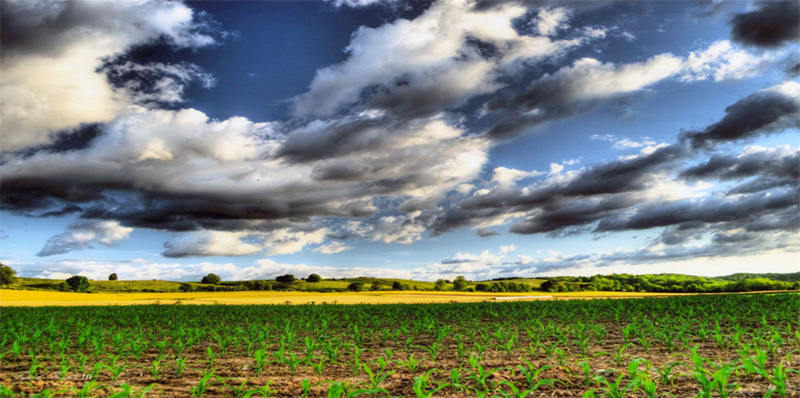 farm field with little corns sprouting with a backdrop of a vast cloud covered sky