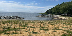 The living shoreline project in Deale, Anne Arundel County, was completed with plantings in 2023. Maryland Department of Natural Resources photo. Maryland Department of Natural Resources photo