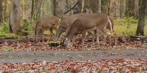 Deer browse heavily in fall to prepare for the winter; hunting is an essential part of keeping their population in line with appropriate resources, and protecting forests and farm crops. Maryland Department of Natural Resources photo.