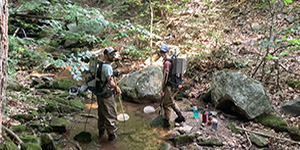 Maryland Biological Stream Survey staff conduct electrofishing in Frederick County. DNR photo