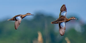 blue wing teal flying over a marsh