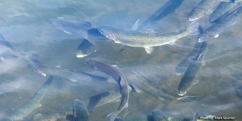 trout swimming