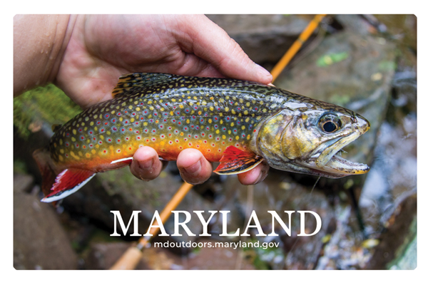 Card with rainbow trout being held by angler