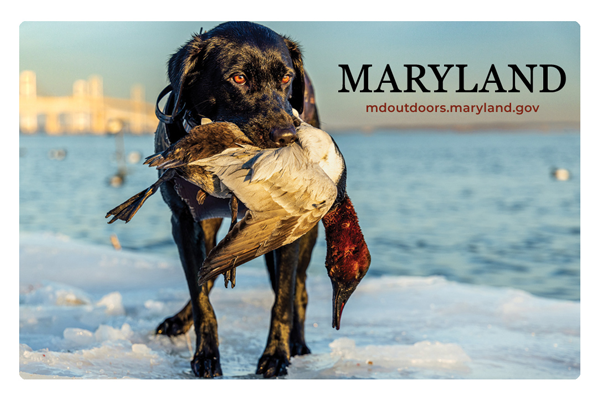 Card with hunting dog and duck