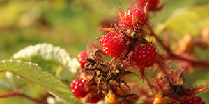 Wineberries are known for their bright red color and sweet, slightly tart taste. Photo by Anna Paff