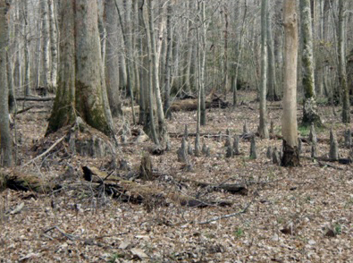 Disconnected forested floodplain pre-restoration.