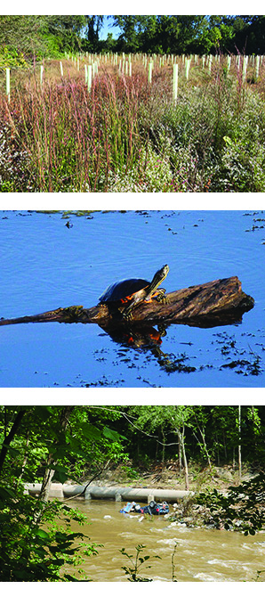 3 photos top to bottom field, turtle, flooded car 