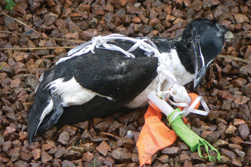 A bird entangled in balloons lying on a stony beach. Photo by Christine  McGuinness.