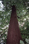 Healthy American Chestnut Tree, photo courtesy of the American Chestnut Association