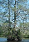 Cypress Tree Pocomoke River State Park