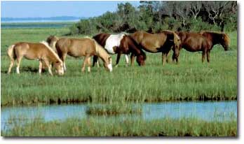 Horses eating grash on a marshy area.