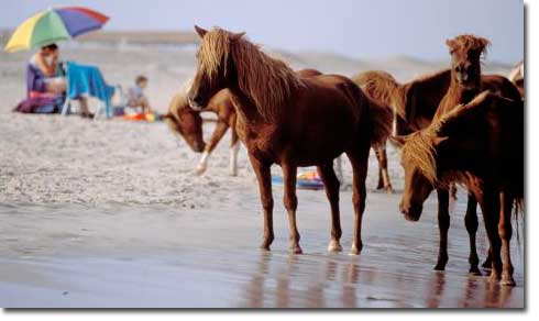 Horses standing on the beach at Assateague.
