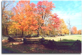 Trees in autumn - Garrett County Maryland 