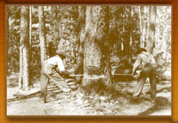 Two men using the two-man cross-cut saw