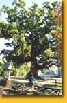 Wye Oak Tree standing in Wye Oak State Park