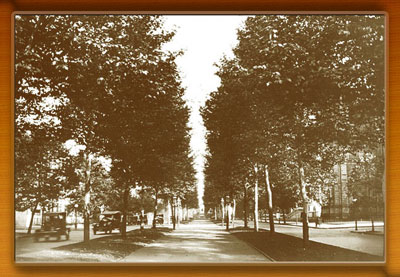 c. 1920's - Roadside trees