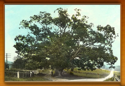 Richards Oak near Rising Sun, with person at base of large tree for scale, 1920s