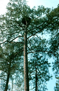 Note the Bald Eagle nest in the top of the tree