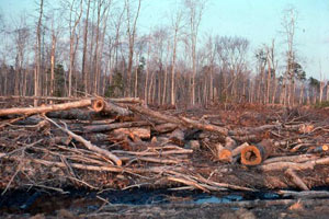 Photo depicting the poor quality of hardwood - trees hollow before reaching maturity