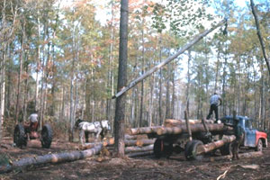 Horses and tractors used in logging as late as 1961