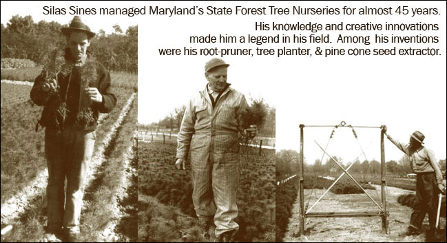 Photo collage of Silas Sines, Sr., manager of Maryland's State Forest Tree Nurseries for almost 45 years