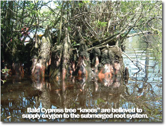 a photo showing a Bald Cypress tree "knees" that are believed to supply oxygen to the submerged root system