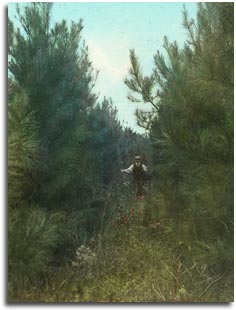Old photo of a stand of White pine trees