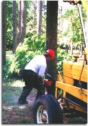 Forester cutting down a white pine tree