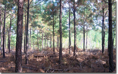 Loblolly Pine Stand, Photo courtesy of David Stephens, www.forestryimages.org