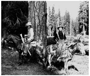 George. B. Sudworth (right), a forester for the U.S. Forest Service, conducted the fieldwork under Bullock Clark’s (left) direction.