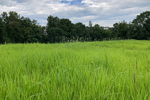 Cover Crop at Beauty Blooms Photo by Madeline Williams