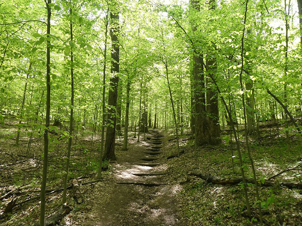 Forest Trail Robert Severynse
