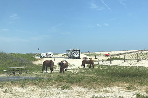 Horses and Dunes at Assateague