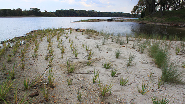 Living shoreline Windy Hill