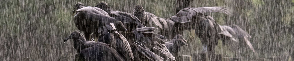 Crows standing in the rain. Photo by Wendy Crowe.