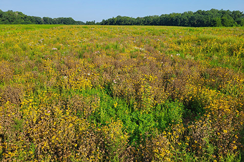 Meadow at Sassafras NRMA, Image Credit: Washington College Natural Lands Program