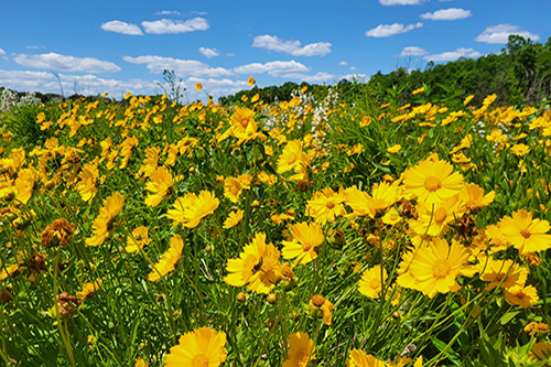 Meadow with yellow flowers Sassafras NRMA