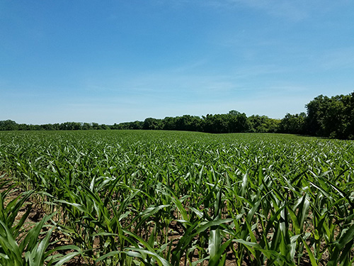 Long Green Farm