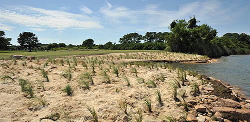 Living Shoreline TYPE 1 image