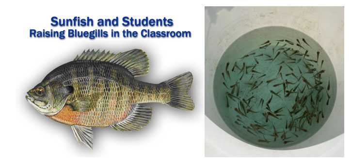 Sunfish and Students Raising Bluegills in the Classroom