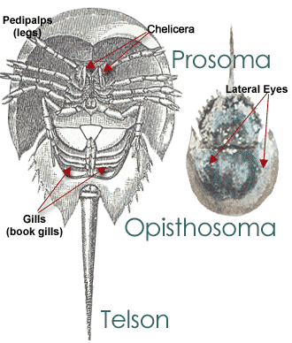 diagram of horseshoe crab anatomy