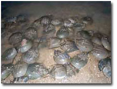 Horseshoe crabs in a night frenzy